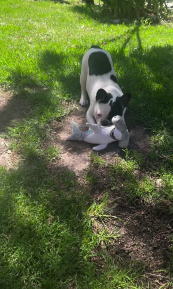 crianzas de bulldog francés en cdmx