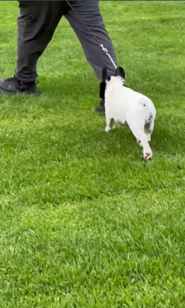 crianzas de bulldog francés en cdmx